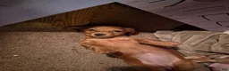 Dachshund dogs for sale: Olive - Ad 1