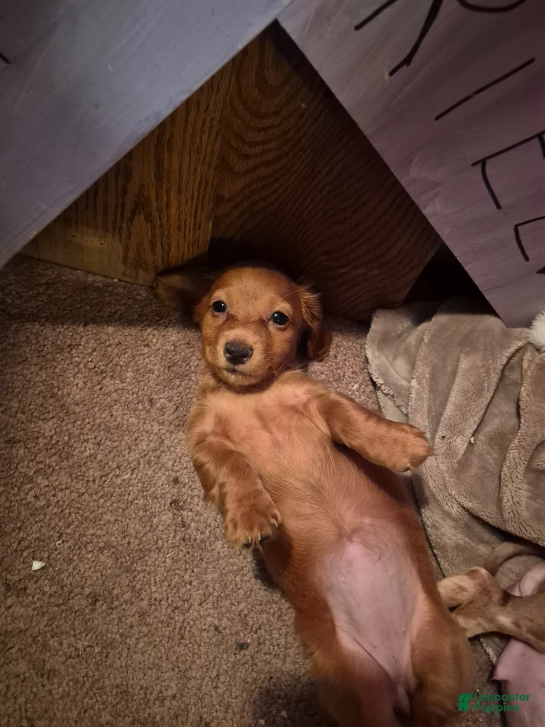 Dachshund dogs for sale: Olive - Ad 1