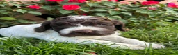 Cockapoo dogs for sale: Wilson - Ad 5