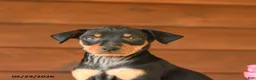 Miniature Pinscher dogs for sale: Cody - Ad 5
