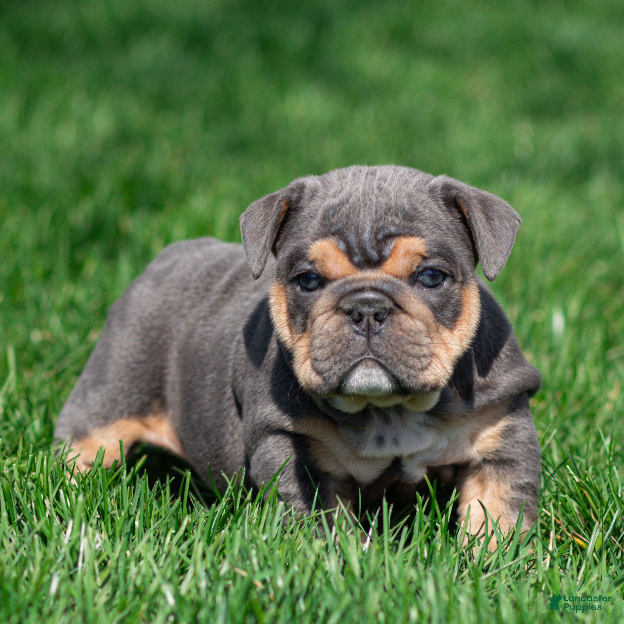 English Bulldog dogs Bently Blue English Bulldog Puppy  - Ad 1