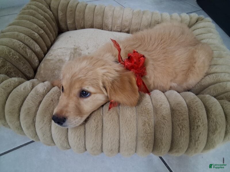 Golden Retriever dogs Sophia - Ad 1