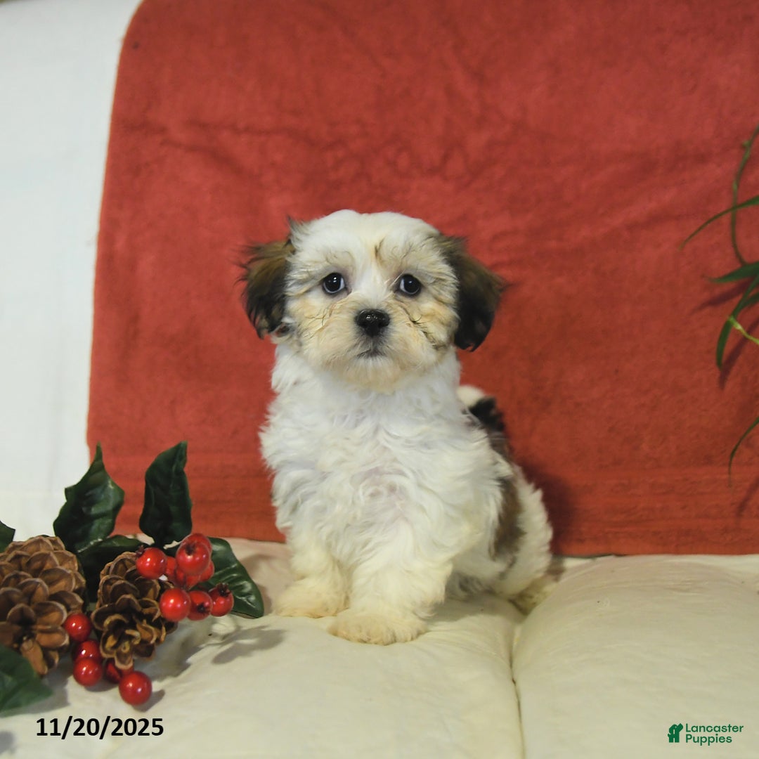 Teddy Bear dogs for sale: Biscuit  - Ad 5