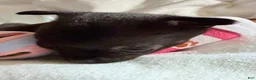 Chihuahua dogs for sale: AKC Snoopy, Black on white extra long coat boy  - Ad 32