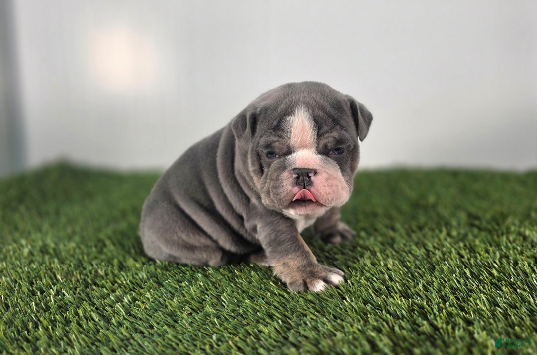 Olde English Bulldogge dogs for sale: Rocco  - Ad 3