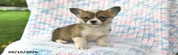 Welsh Corgi Pembroke dogs for sale: Alice - Ad 3