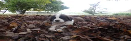 Saint Bernard dogs for sale: Penny - Ad 1