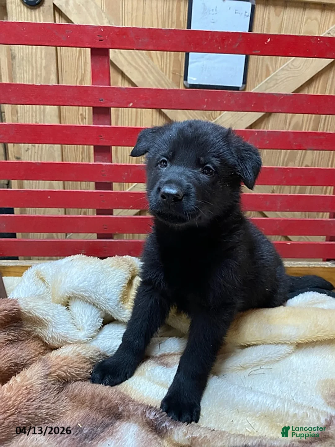 German Shepherd dogs for sale: Trooper - Ad 2