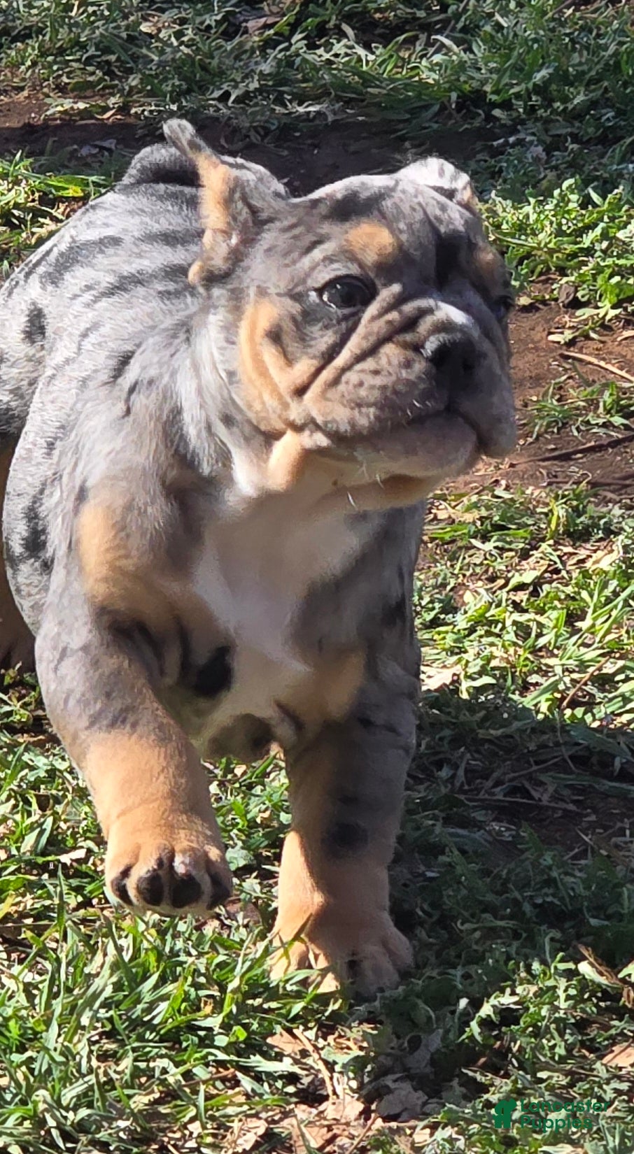 English Bulldog dogs Nya - Ad 2