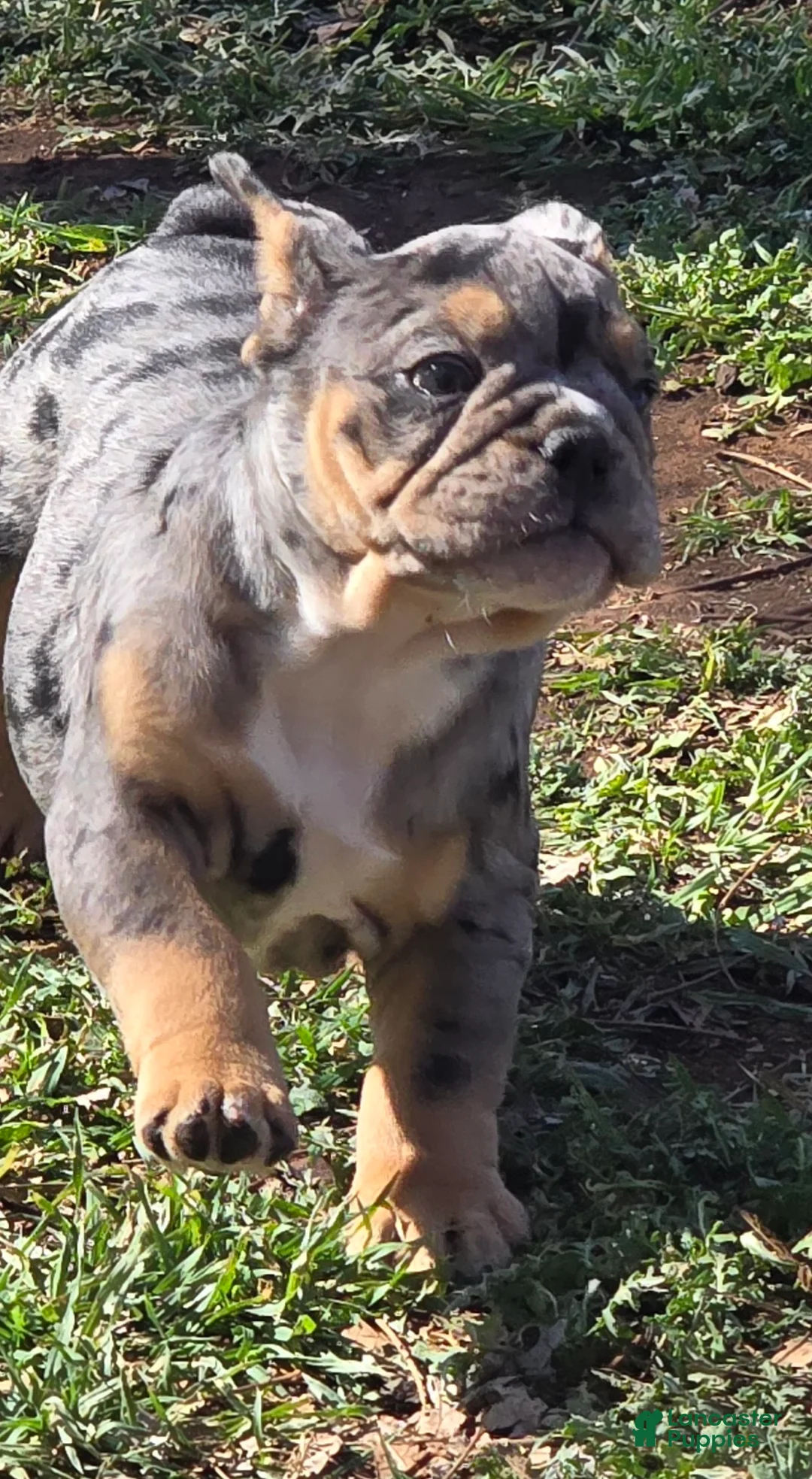 English Bulldog dogs for sale: Nya - Ad 2