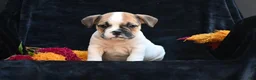 Mixed Breed dogs for sale: Jax - Ad 2