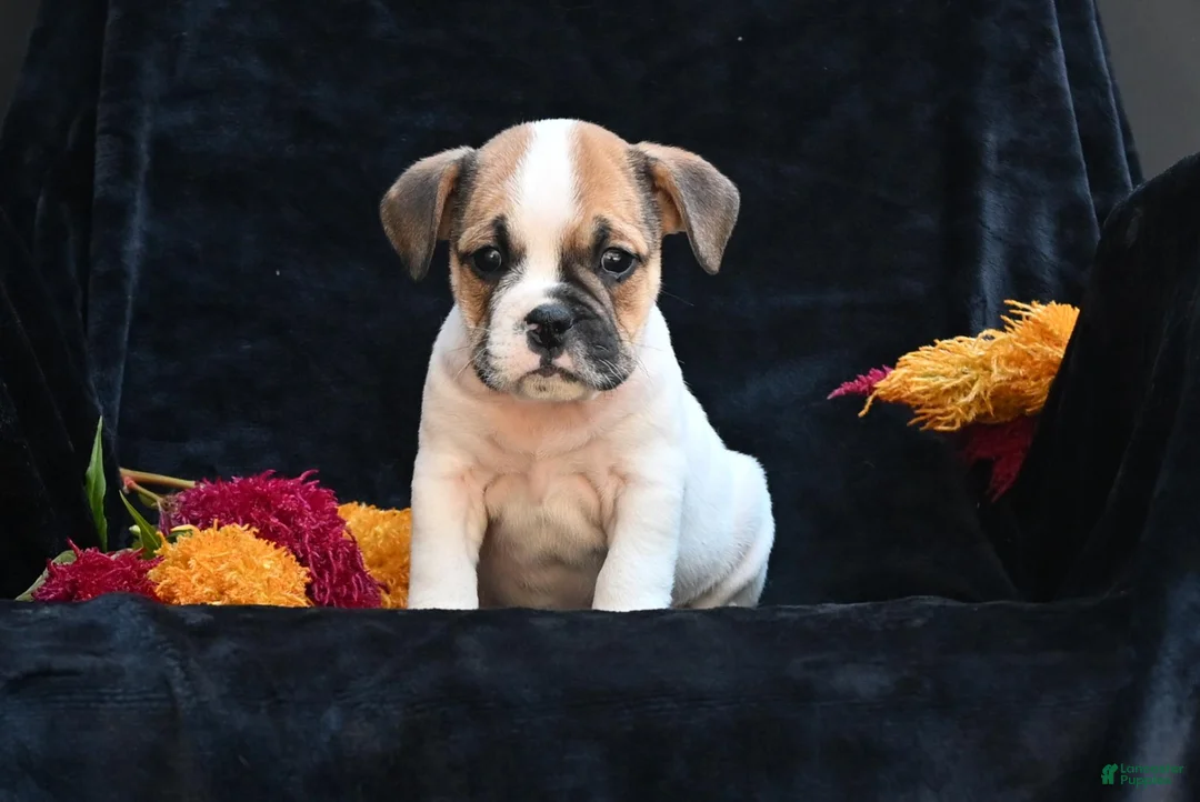 Mixed Breed dogs for sale: Jax - Ad 2