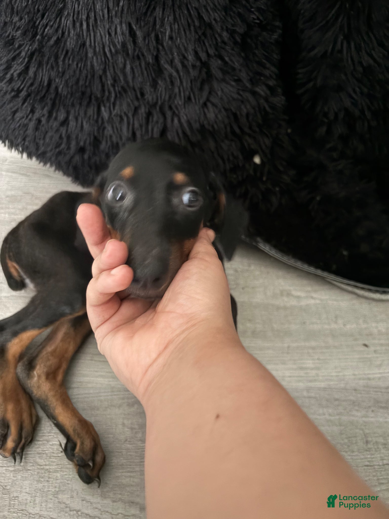 Doberman Pinscher dogs Doberman Pinscher Puppy 1 - Ad 23