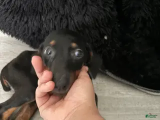 Doberman Pinscher dogs Doberman Pinscher Puppy 1 - Ad 21