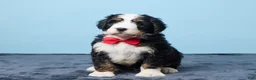 Bernedoodle dogs for sale: Jiggo - Ad 1