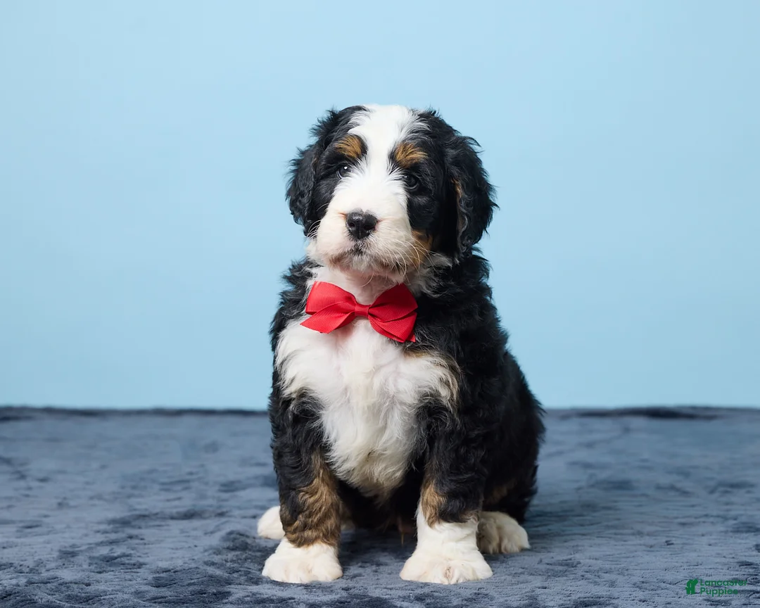 Bernedoodle dogs for sale: Jiggo - Ad 1