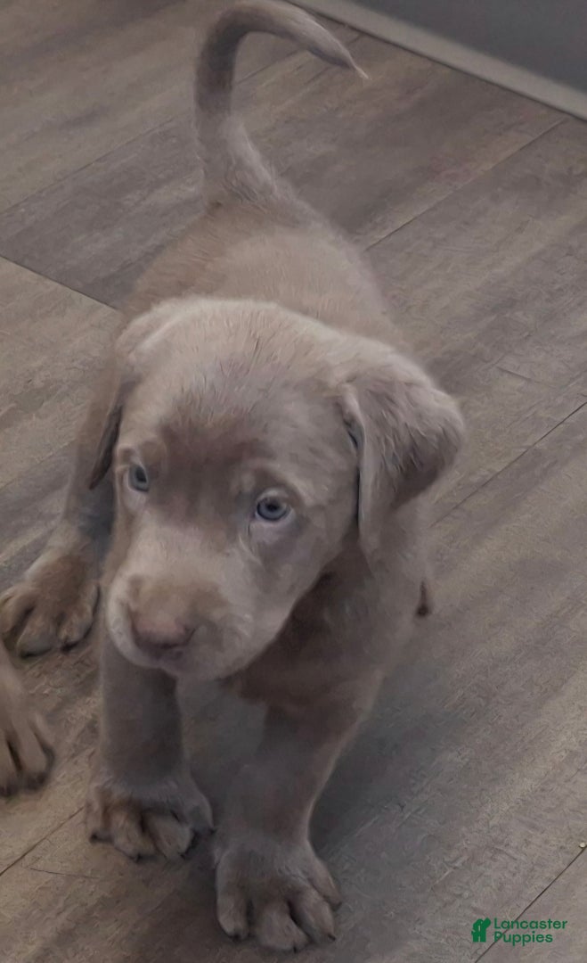 Labrador Retriever dogs Marley (Female)   - Ad 5