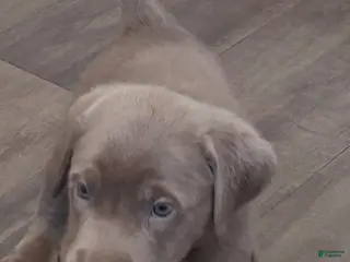Labrador Retriever dogs Marley (Female) - Ad 5