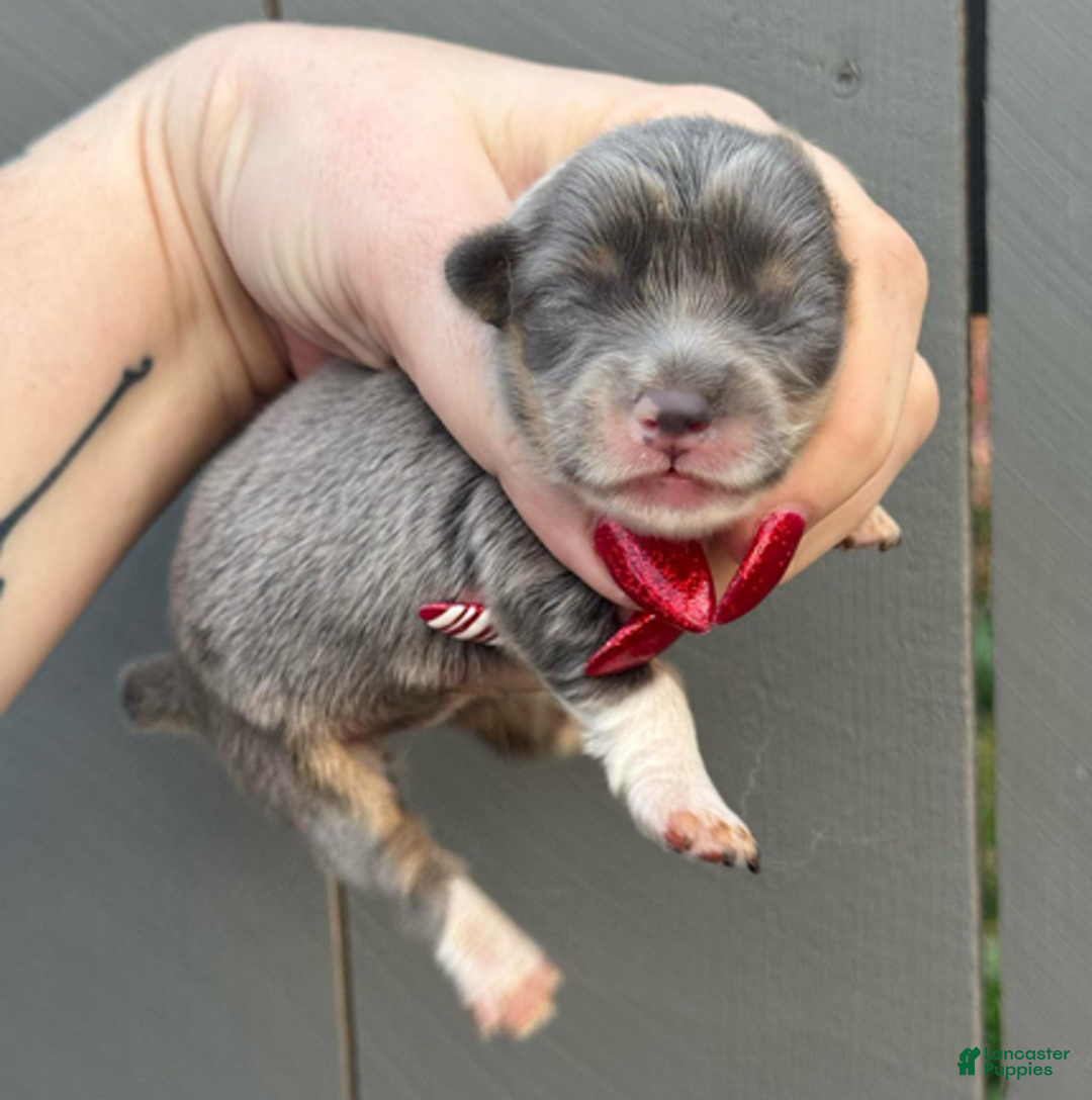 Welsh Corgi Pembroke dogs for sale: Prada (fluffy) - Ad 3