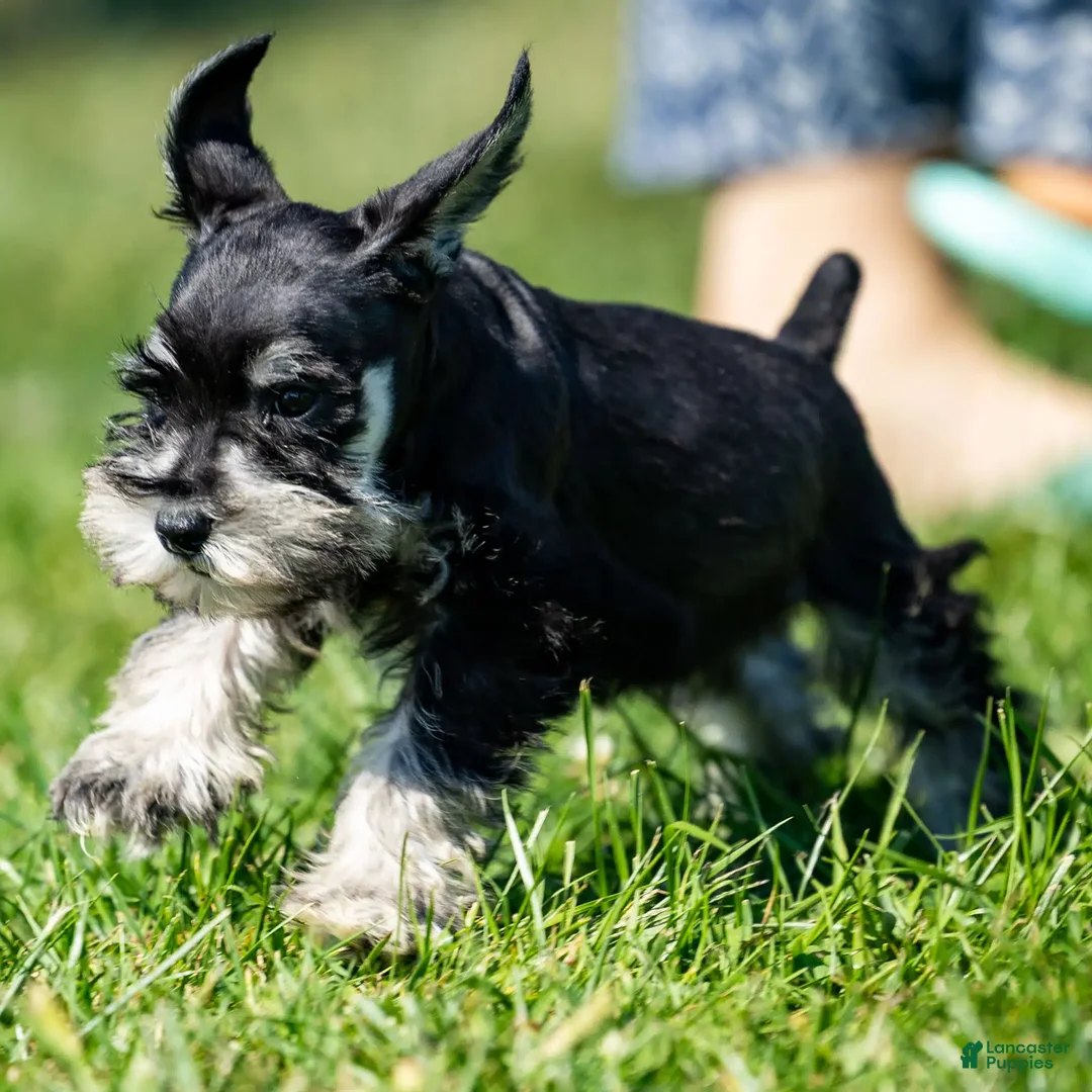 Miniature Schnauzer dogs for sale: Parker - Ad 2