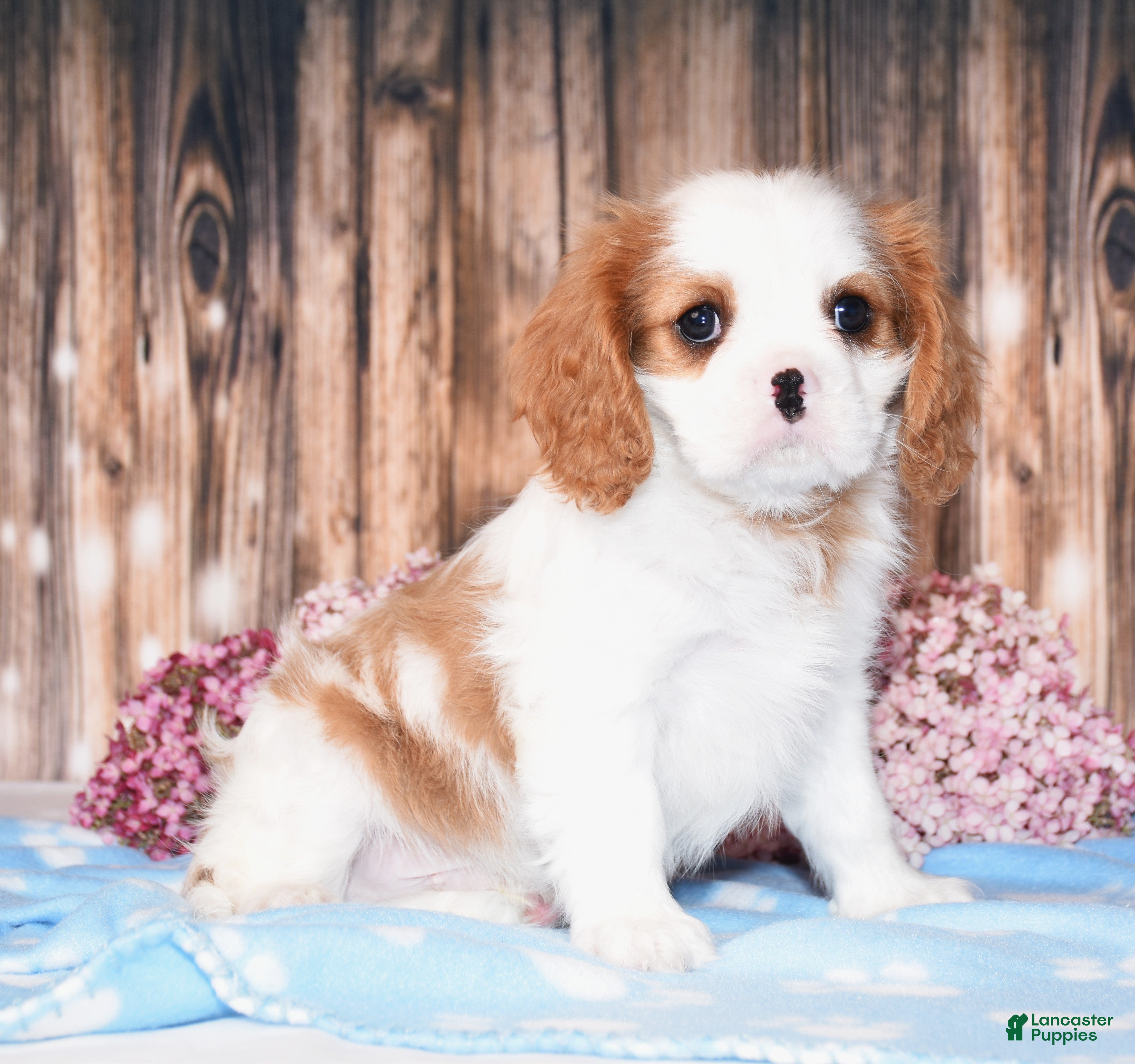 Cavalier King Charles Spaniel dogs Dalton - Ad 1