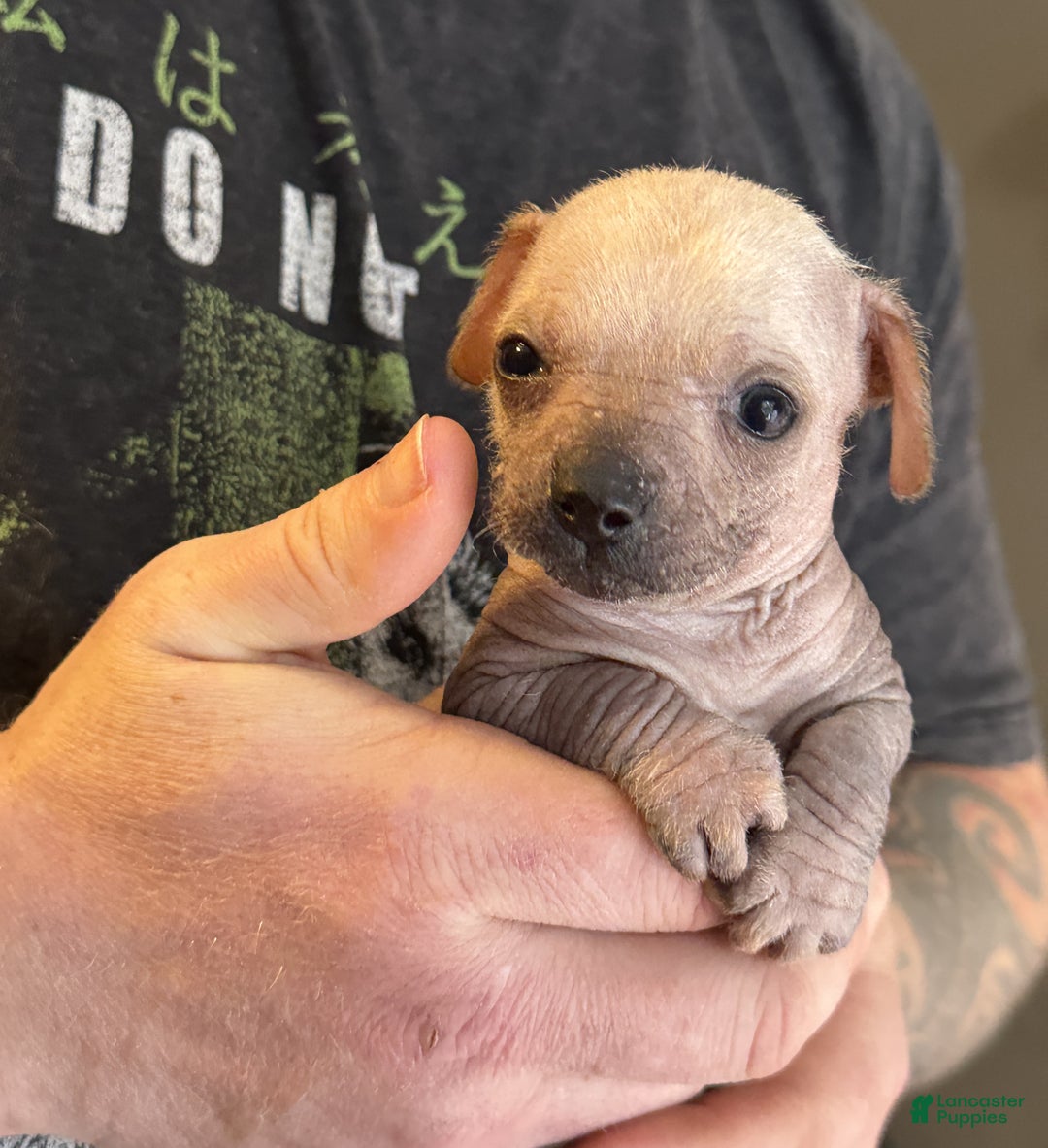 Mixed Breed dogs for sale: Ramstein  - Ad 4