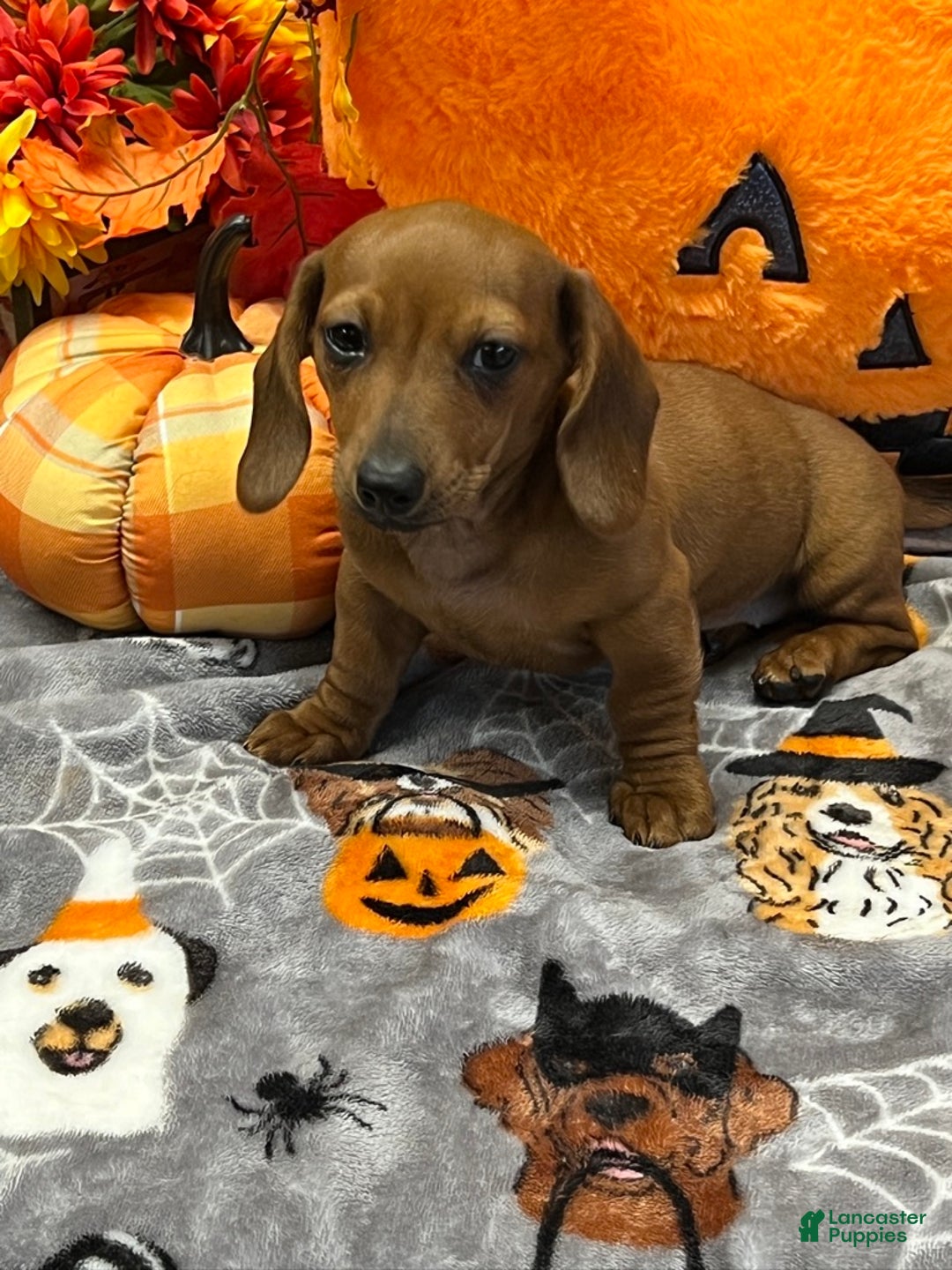 Dachshund dogs for sale: Sara - Ad 1