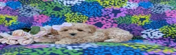 Maltipoo dogs for sale: Tiffany 9 lbs Full Grown - Ad 6