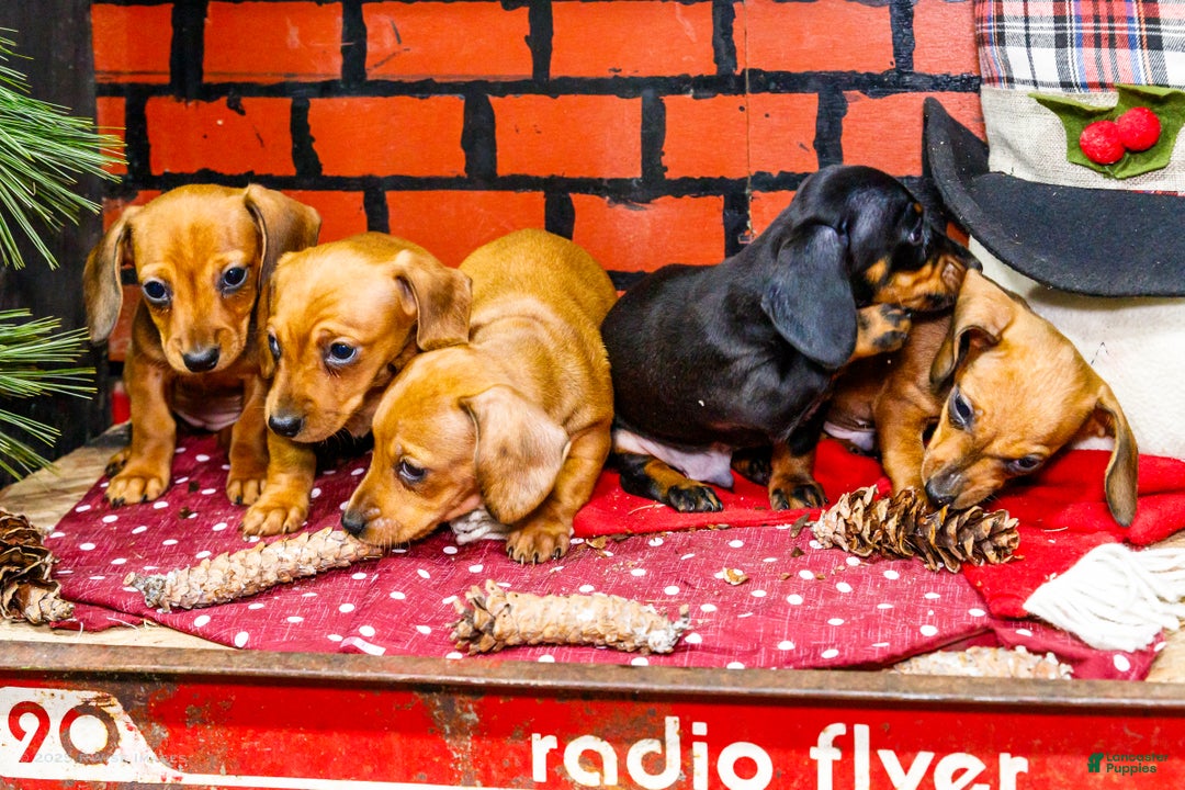 Miniature Dachshund dogs for sale: Willow - Ad 15