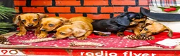 Miniature Dachshund dogs for sale: Xander - Ad 19