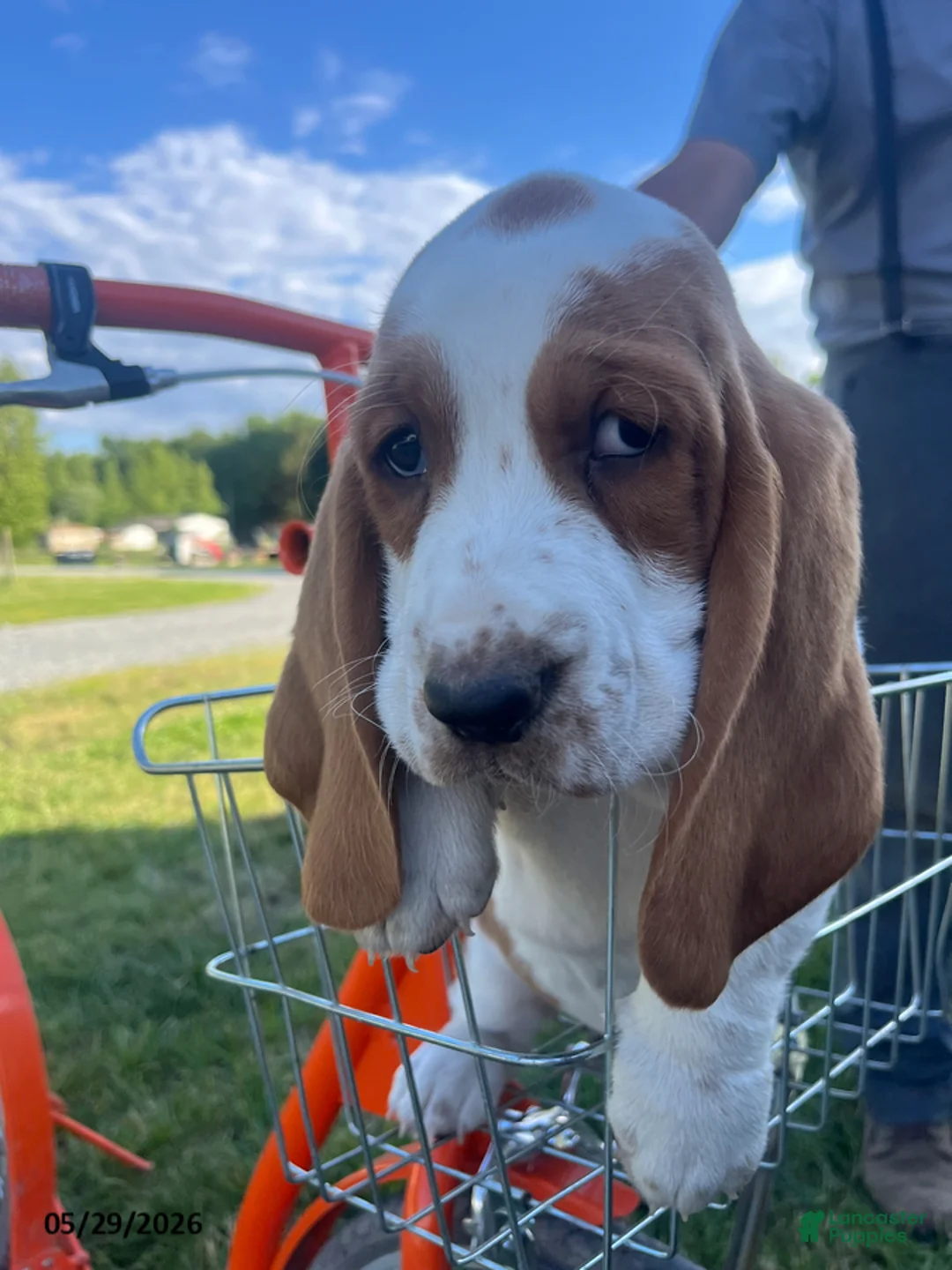 Basset Hound dogs for sale: Juno - Ad 2