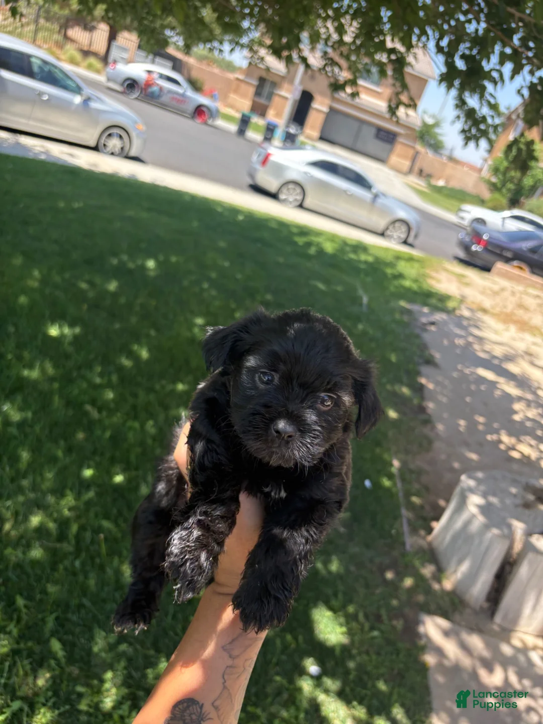 Schnoodle dogs for sale: Schnoodle 5 - Ad 1