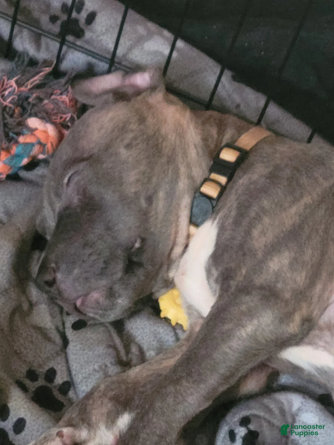 American Pit Bull Terrier dogs for sale: Ms. Blue - Ad 2