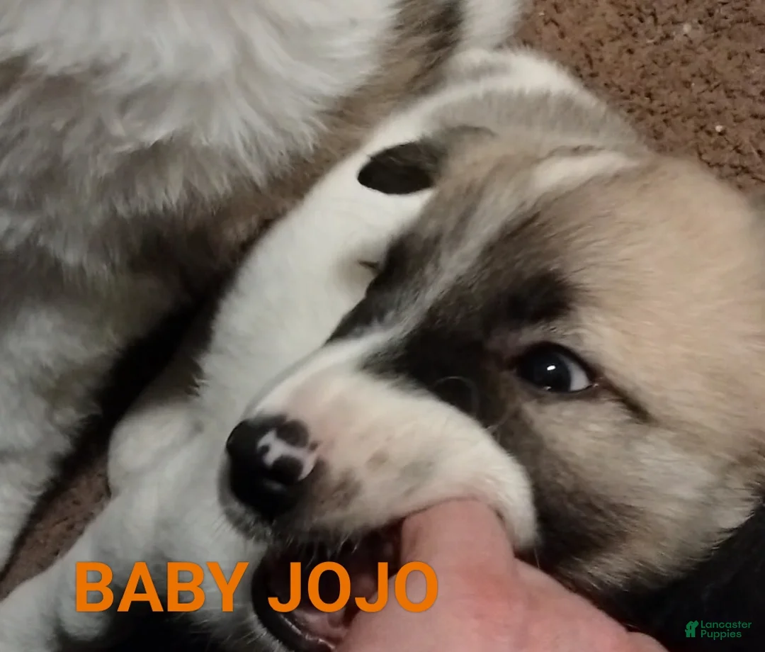 Mixed Breed dogs for sale: Angel  - Ad 9