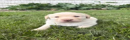 Labrador Retriever dogs for sale: Sammy - Ad 15