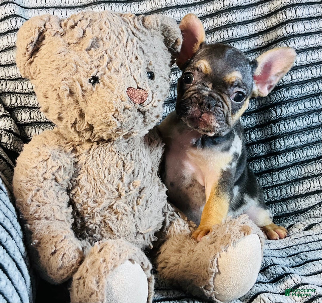 French Bulldog dogs for sale: Max  - Ad 3