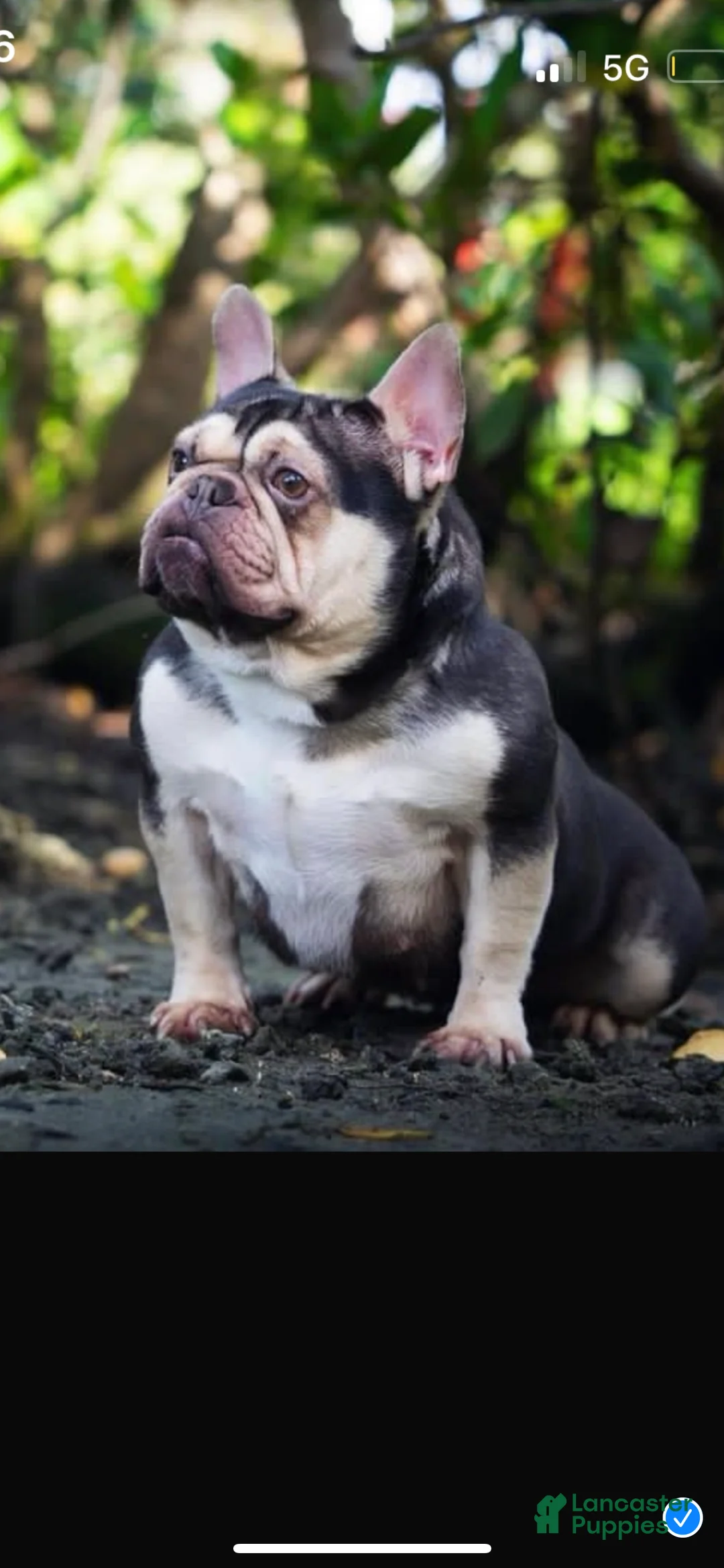 French Bulldog dogs for sale: Lucy - Ad 7
