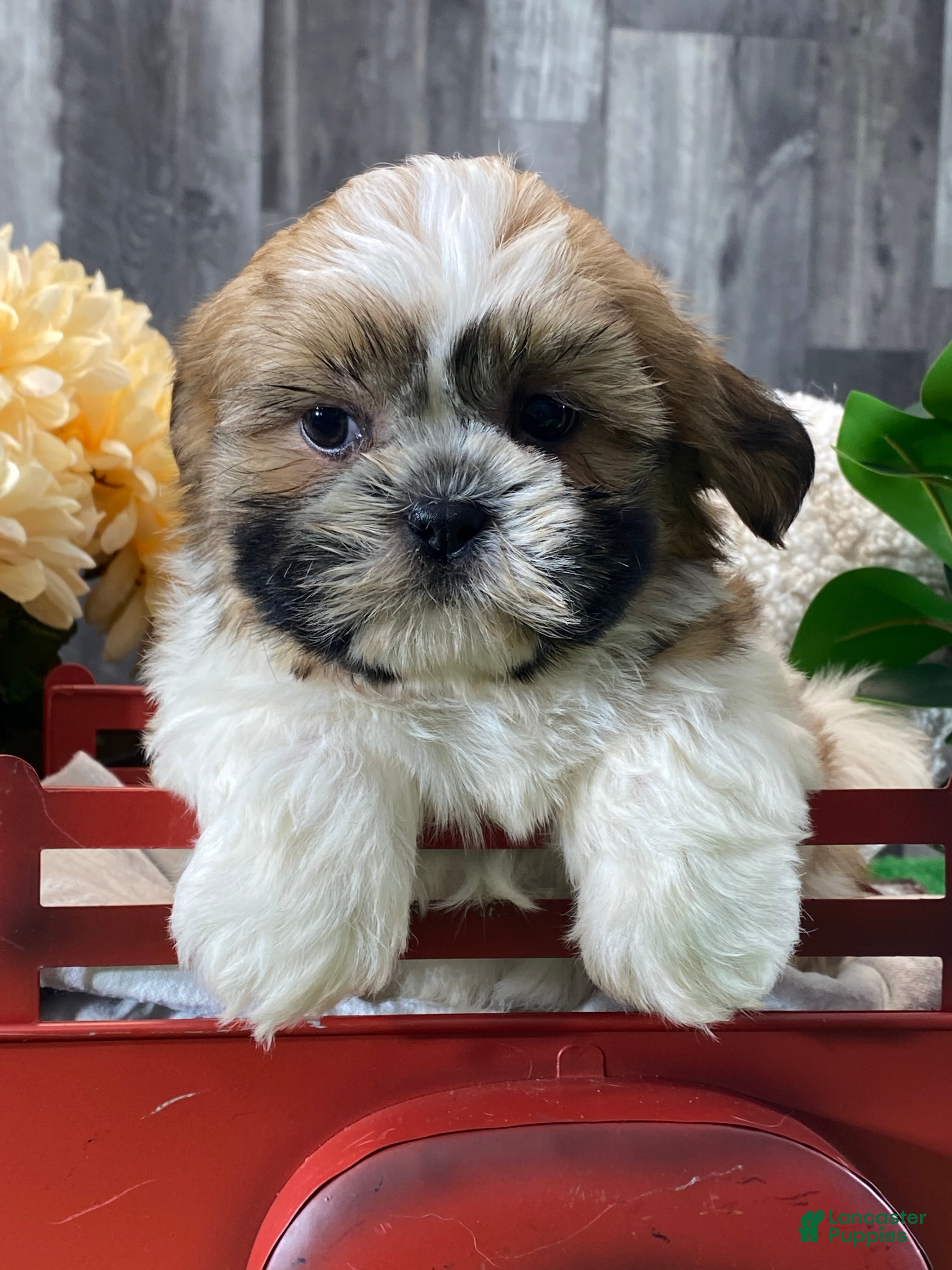 Shih Tzu dogs Snickers  - Ad 26