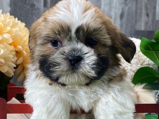 Shih Tzu dogs Snickers - Ad 26