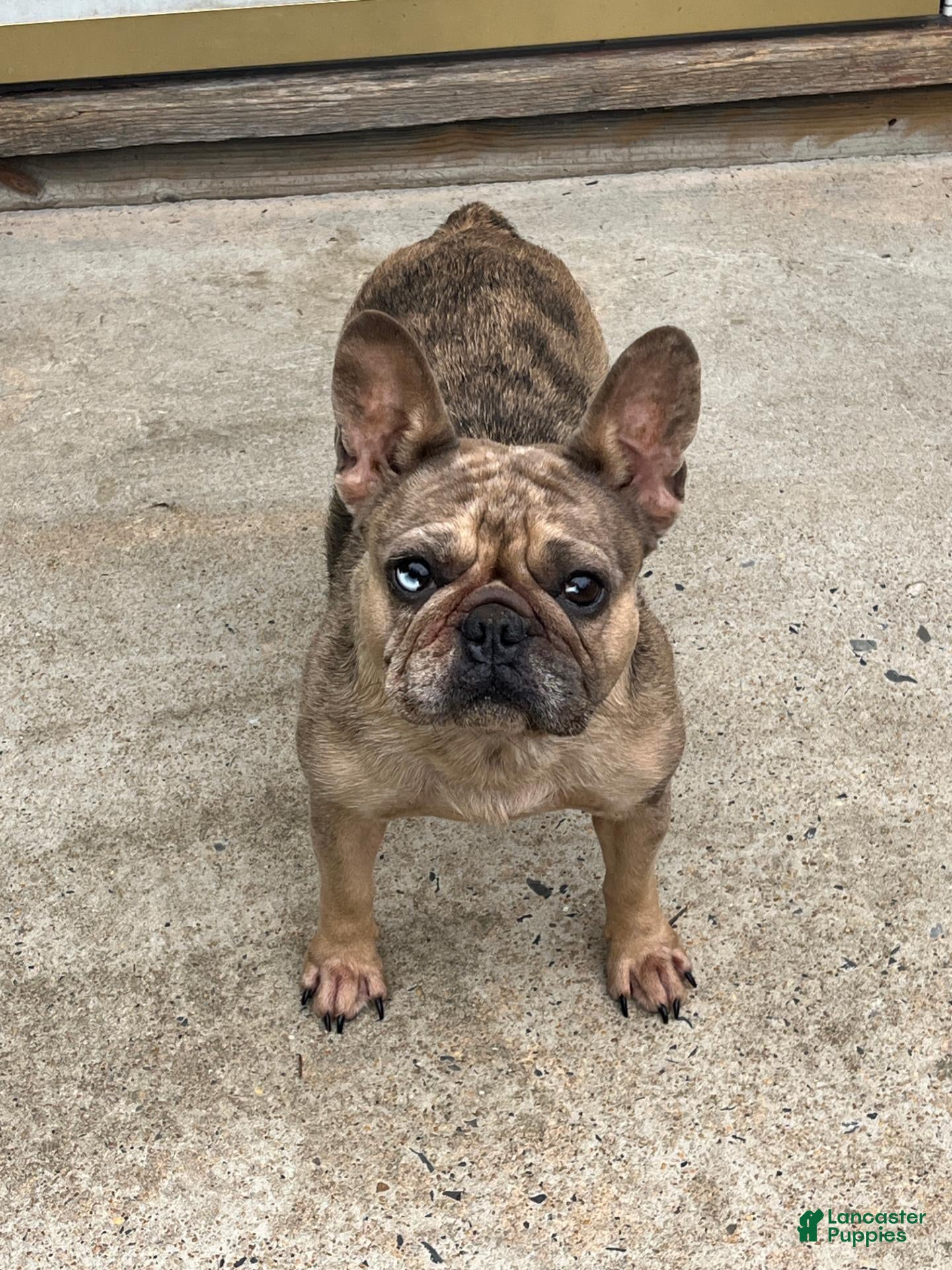 French Bulldog dogs SAINT LAURENT - Ad 2