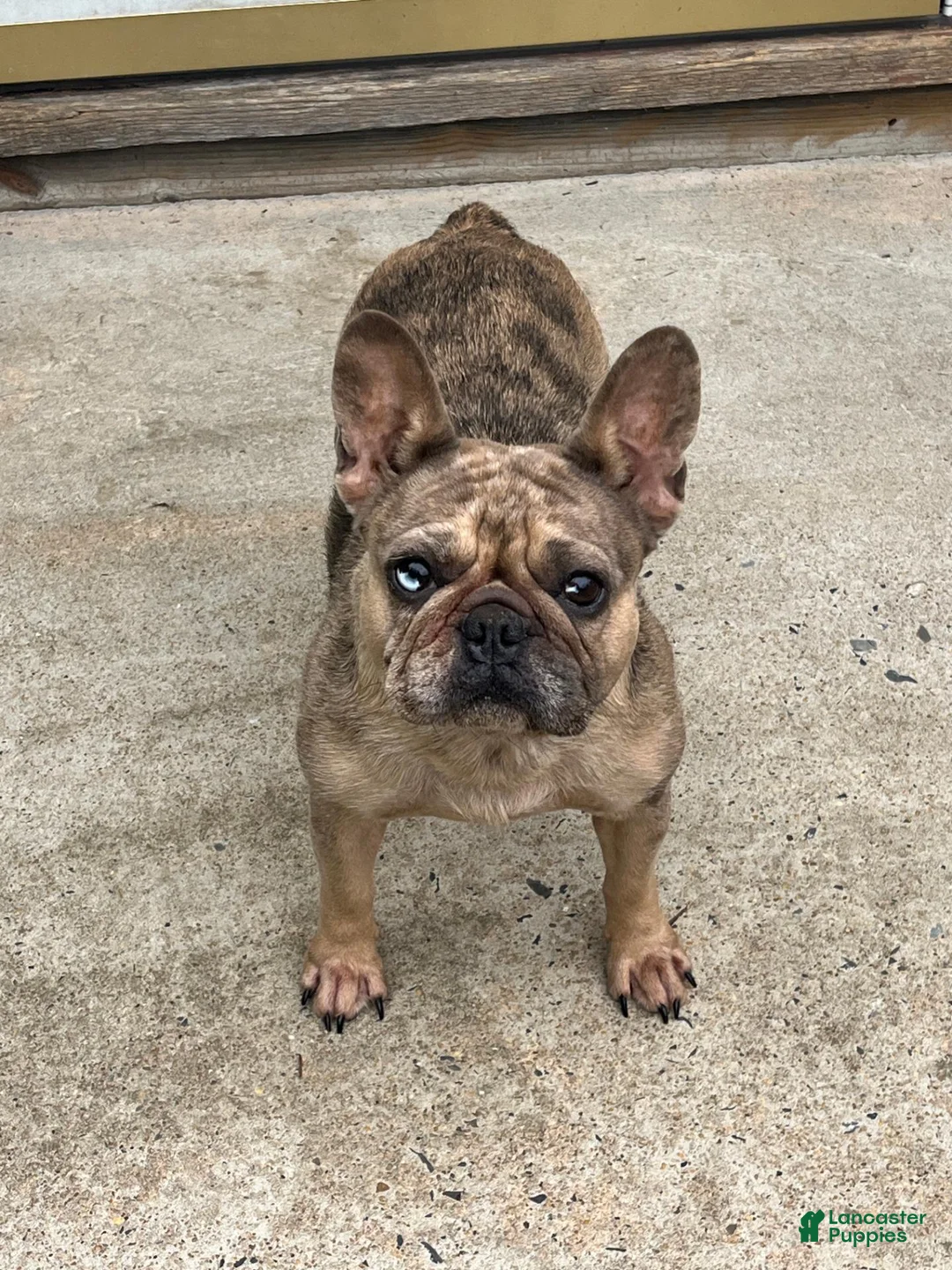 French Bulldog dogs for sale: SAINT LAURENT - Ad 2