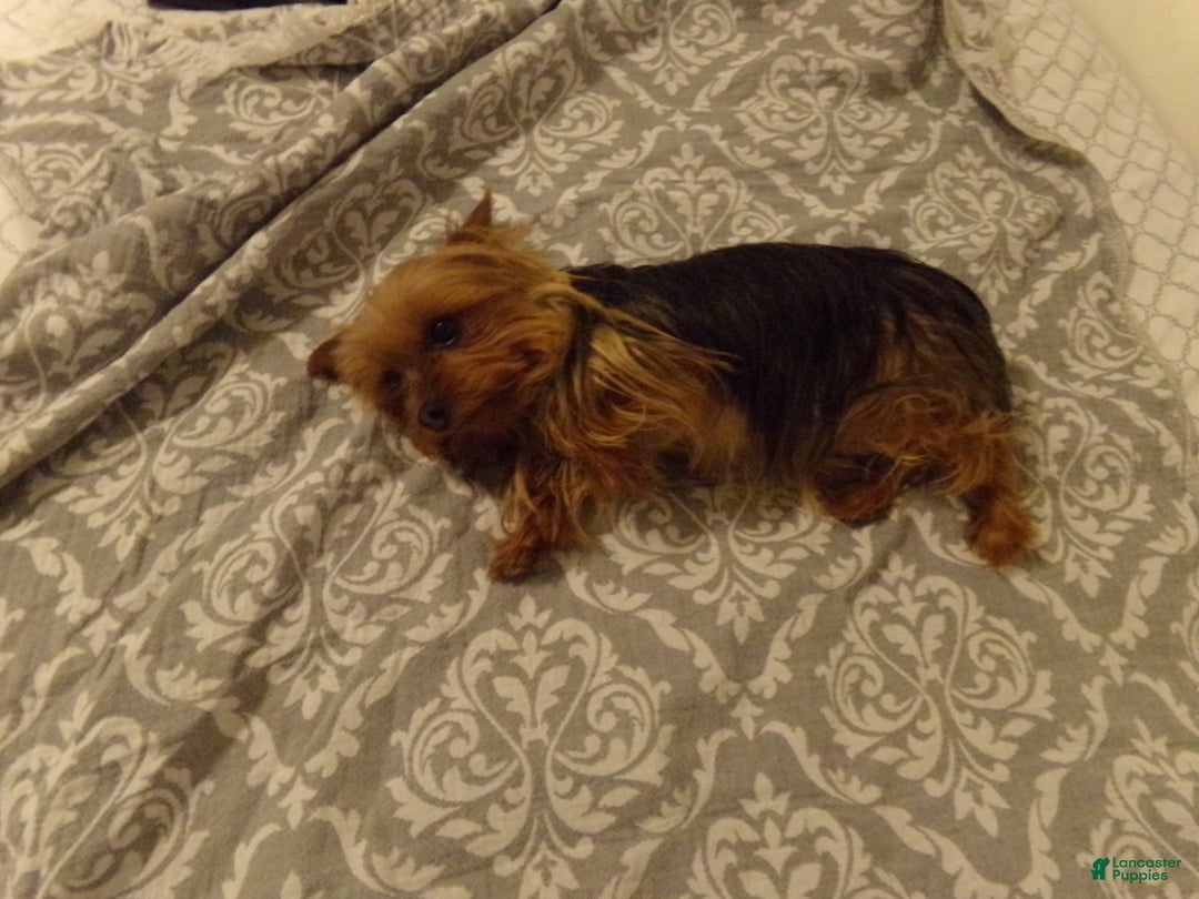 Yorkshire Terrier dogs for sale: Chocolate - Ad 2