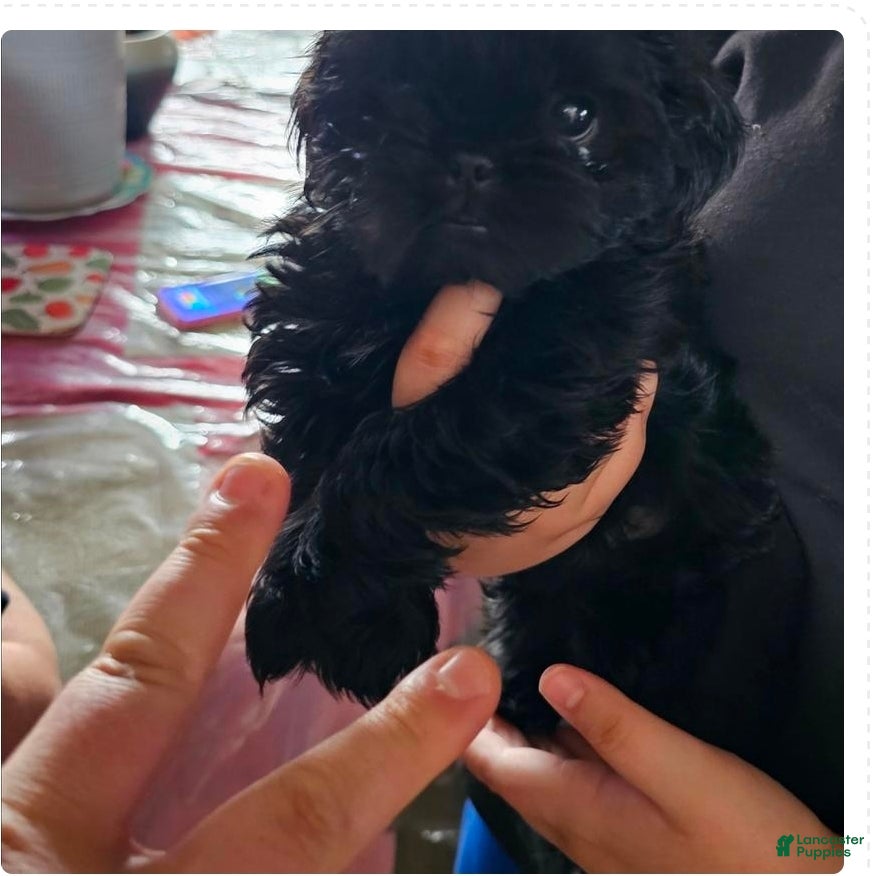 Shih Tzu dogs Ice - Ad 1
