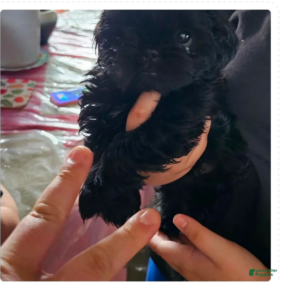 Shih Tzu dogs for sale: Ice - Ad 1
