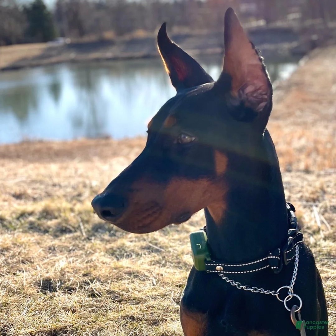 Doberman Pinscher dogs for sale: Upcoming Doberman Litter - Ad 3
