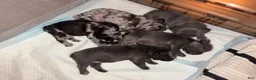 French Bulldog dogs for sale: French Bulldog 4 - Ad 10