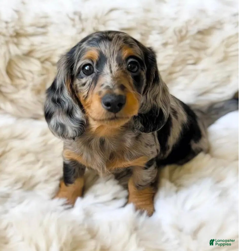 Dachshund dogs Liam - Ad 42