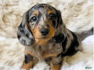 Dachshund dogs Liam - Ad 42