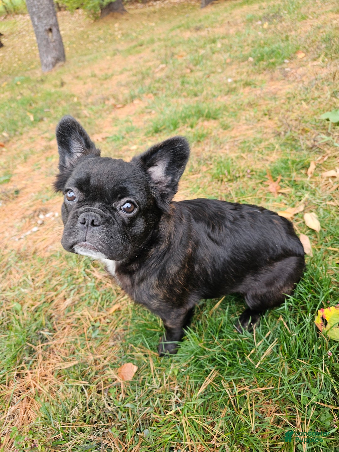 French Bulldog dogs for sale: Jewl Fluffy female  - Ad 4