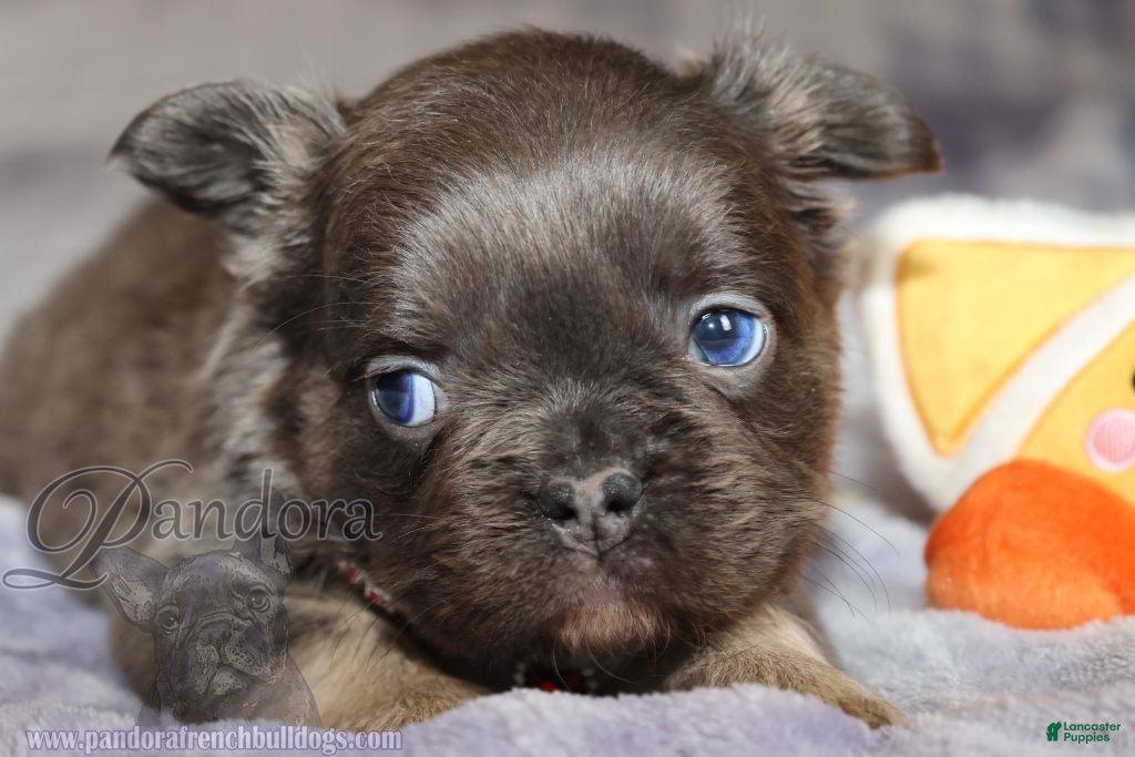 French Bulldog dogs Fiction - Ad 2